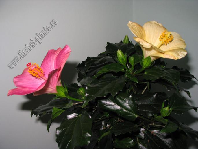 Hibiscus roz si galben - Hibiscus