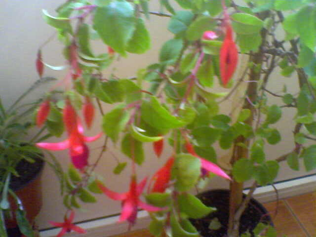Picture 024 - florile mele
