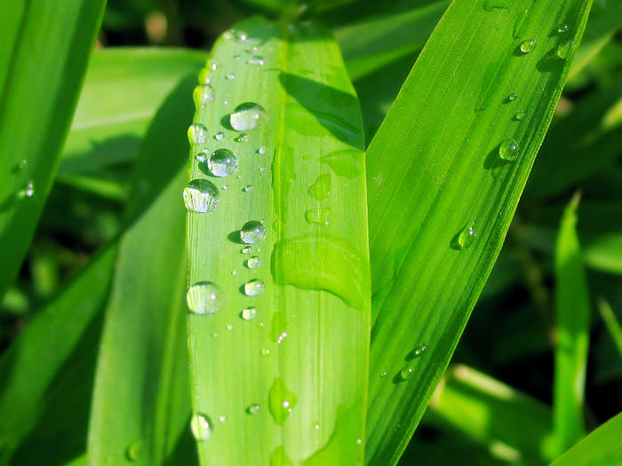 Raining_Again_1600 - POZE WINDOWS VISTA