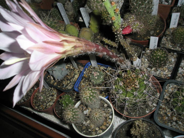 Echinopsis roz