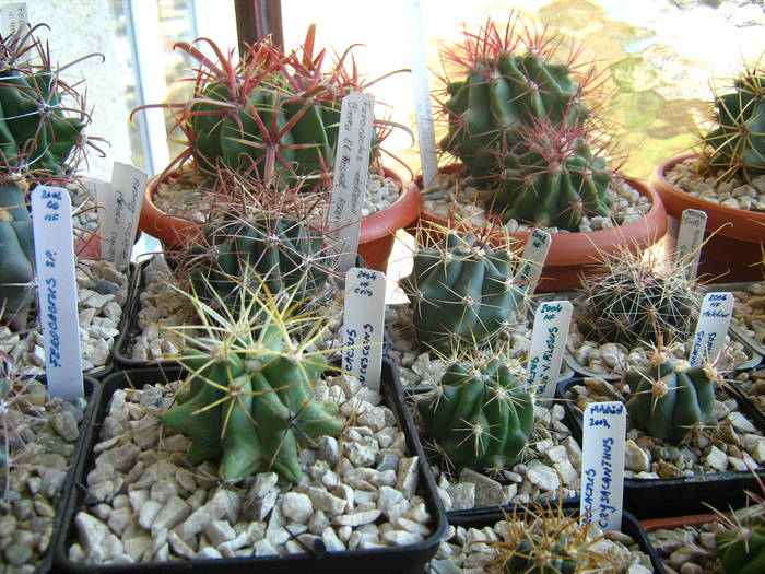 IMG_4463 - Cactusi 1 martie 2009