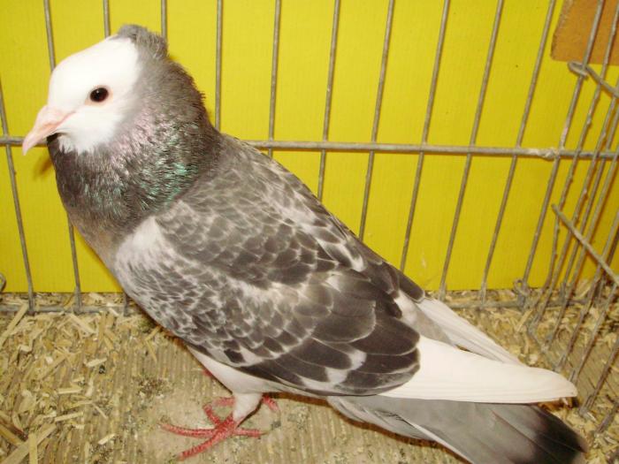 18416 schweizer kropfer 0 - 1505 partea 5