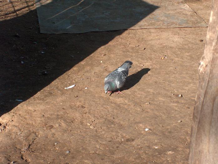 Picture 019; e  bine  cind  simti  pamintul sub  picioare
