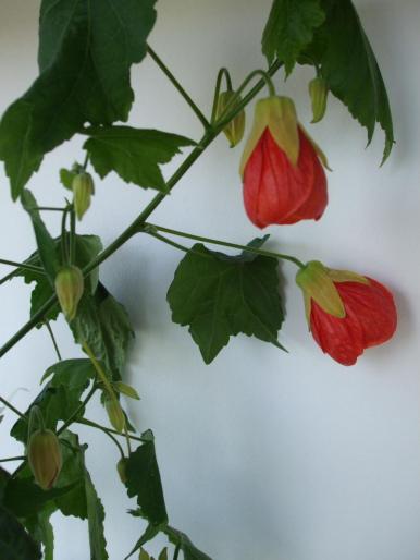 DSCF1495 - abutilon