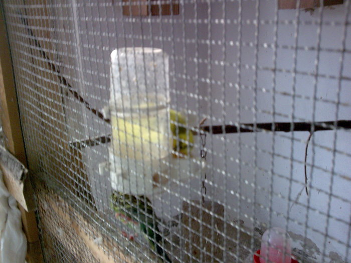 Imagine037 - PAPAGALI SI CANARI