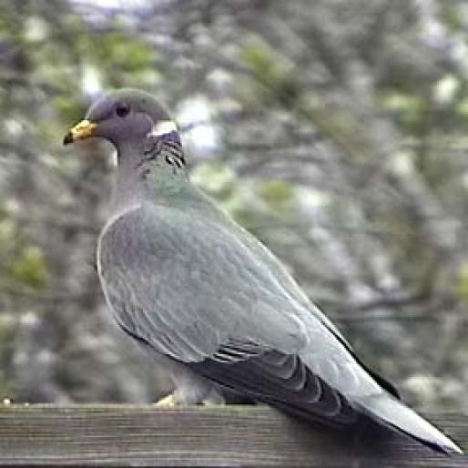 band.tailed.pigeon1 - Porumbei salbatici