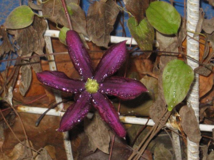 clematita -  4 decembrie - gradina