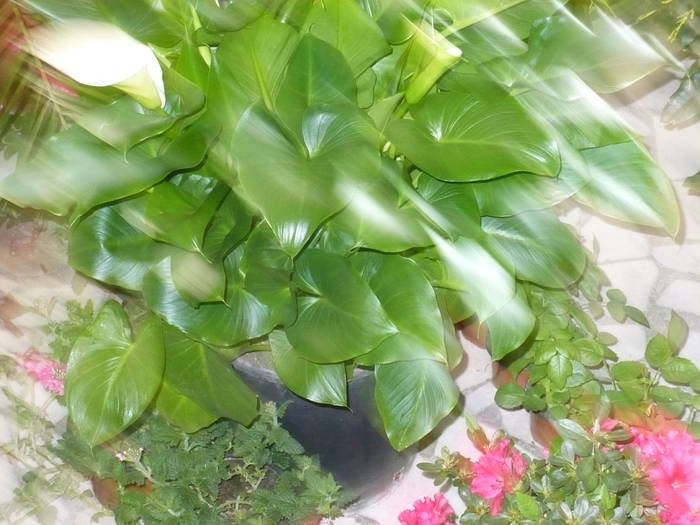 P1020508