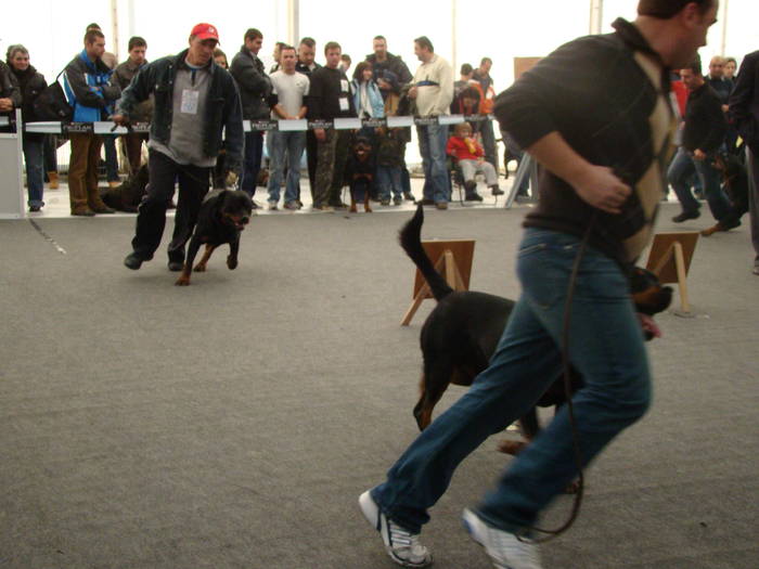 Picture 070 - Expo CACIB Cluj Napoca 15 11 2008