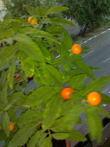 Solanum capsicastrum - Solanum capsicastrum 2008