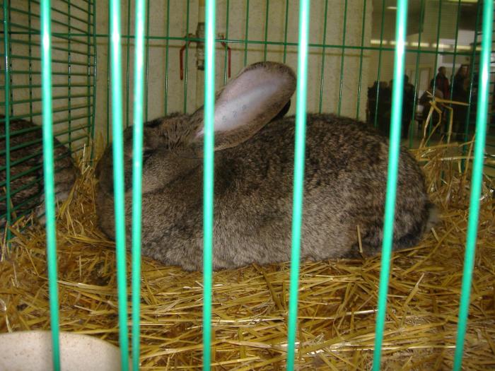 Nitra 06.12.2008 029