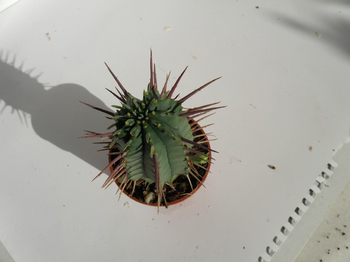 Picture 064 - cactusi
