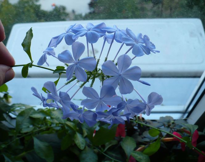 9 oct - PLUMBAGO