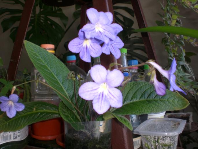 7 mai 028 - streptocarpus