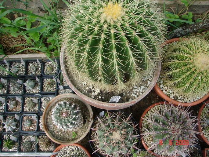 Grup plante