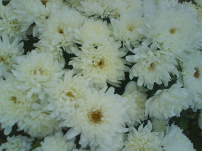 36 - Crizanteme  butasi  DE VANZARE iulie2012