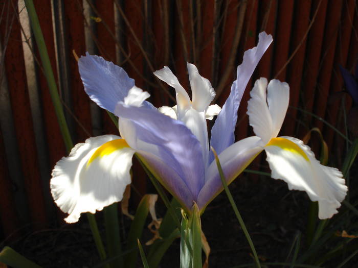 Iris Silvery Beauty (2009, May 24)