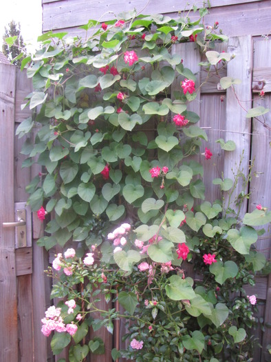 Ipomoea x imperialis - Sunrise Serenade 12 sept 2009 (1) - ipomoea - zorele