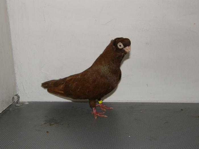 Picture 044 - jucatori de constanta