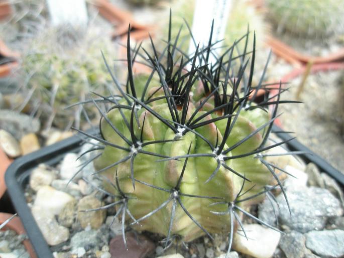 Neoporteria paucicostata