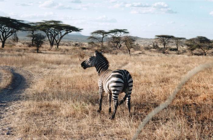 IMG9; o zebra in Savana
