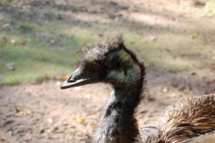 DSC_0037 - zoo amneville