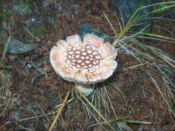 PETRIMANU-CURMATURA OLTETULUI 04.10.2009 159