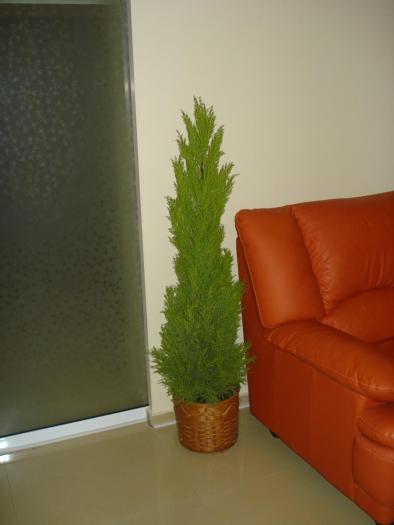 Cupressus