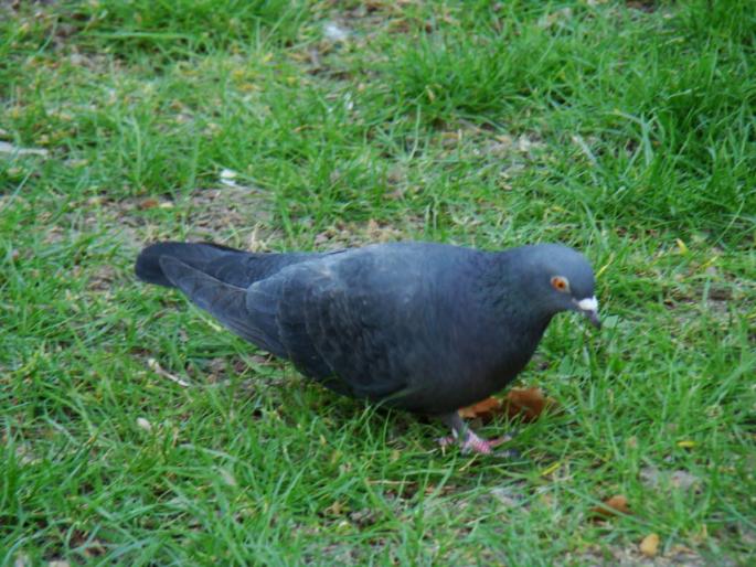 DSC02794 - 2008-03-22 - La padure-Baneasa