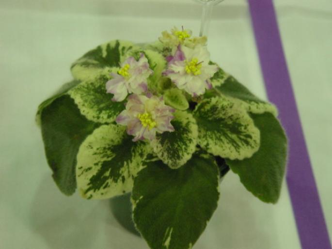 Candy_Crystals_2005avsa - violete de pe net