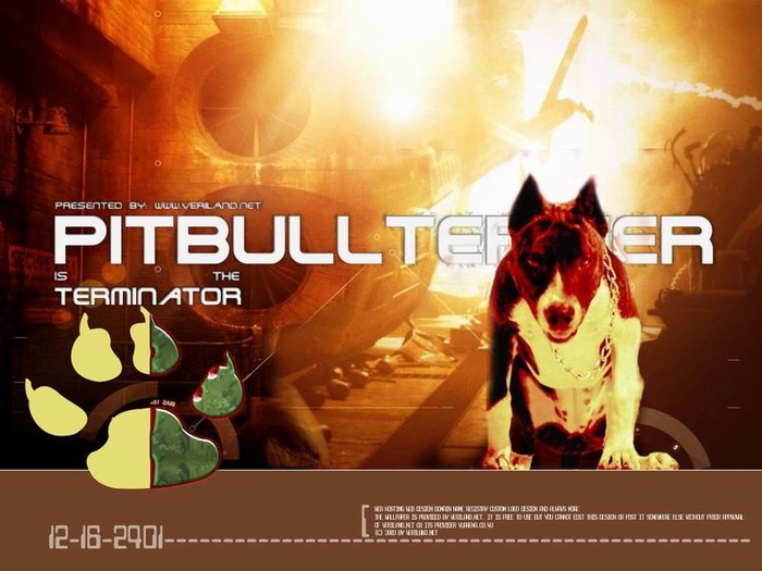 pitbullterminator - Wallpapers pitbull