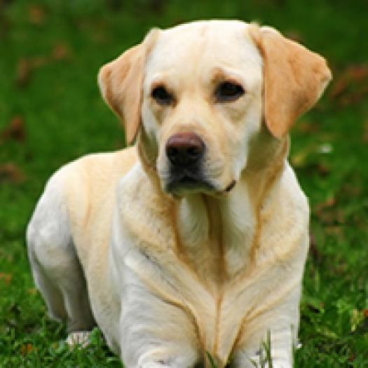 labrador-retriever-001