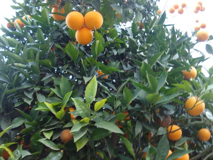 Picture 805 - 2009 REVELION CIPRU