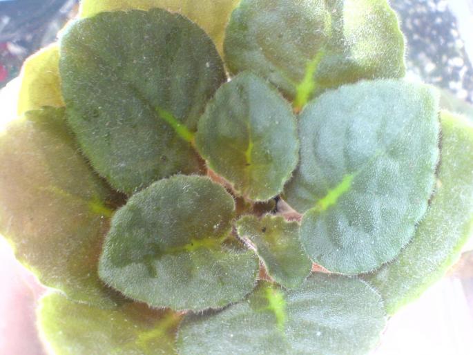 tomahawk - violete 2009