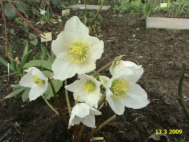 Hellborus Niger 13 mart 2009 - Helleborus