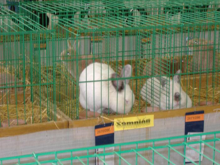 Nitra 06.12.2008 081