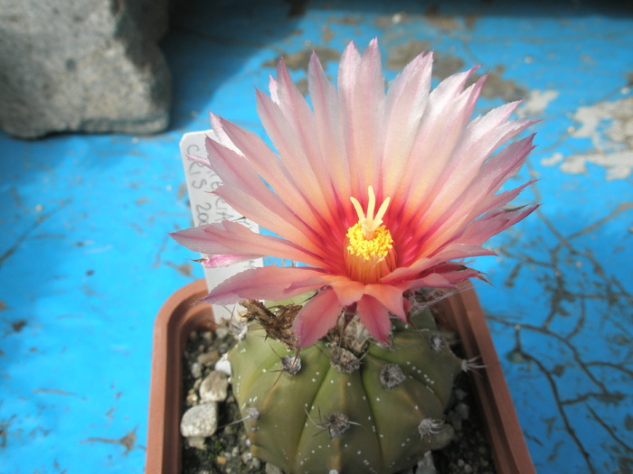 Astrophytum asterias - 09.09