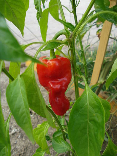 Padron Pepper (2009, August 04) - Padron Pepper