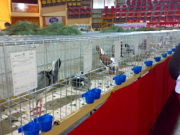 28112009592 - Expozitie Bekescsaba noiembrie 2009