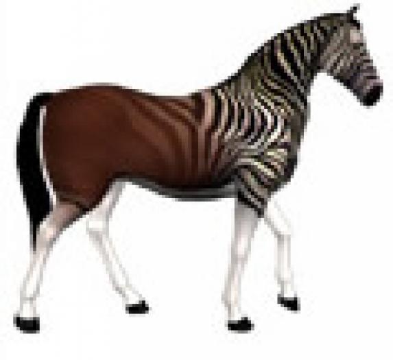 zebra - Animale disparute