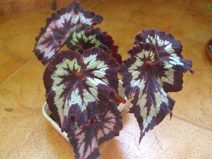 begonia - Flori