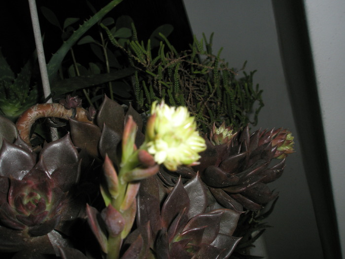 Echeveria cv. Black Price - inflorescente - SUCULENTE 2009