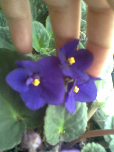 violeta mov