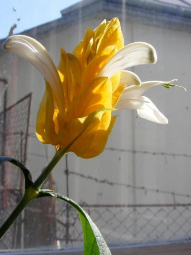 DSCF1714 - Pachistachis Lutea - The flower - EVOLUTION