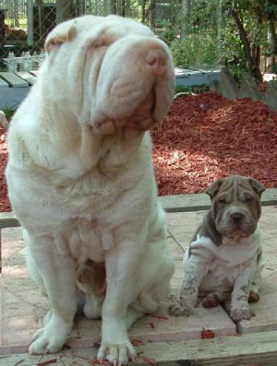 shar-pei