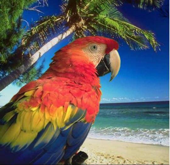 Frumos papagal - Papagali si perusi