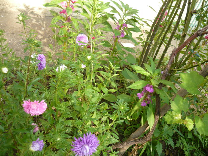 P1010035
