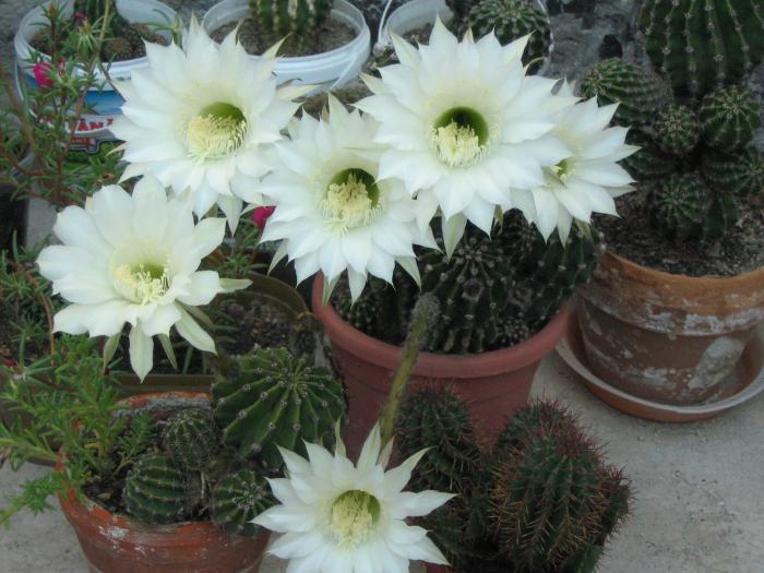 Echinopsis eyriesii - Iulie 2008 - Cactusi