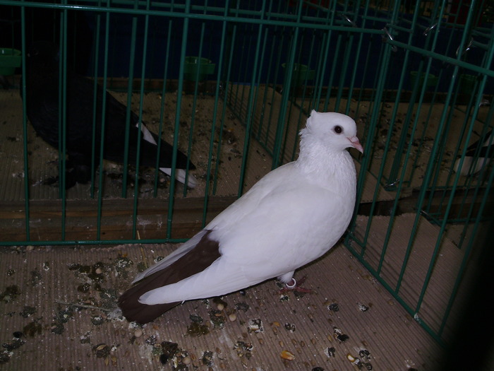 9629 wiggertaler 1 - 1507 partea 4