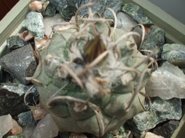 Turbinicarpus polaski la Bonita - cactusi infloriti